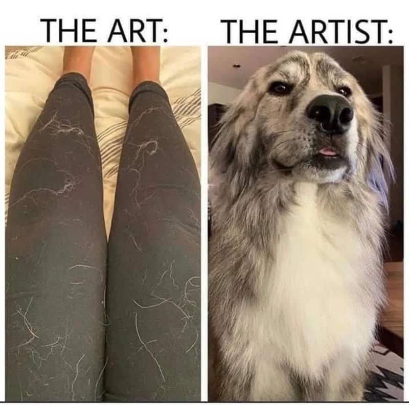 Split image showing dog hair covered leggings as "The Art" and a dog as "The Artist."