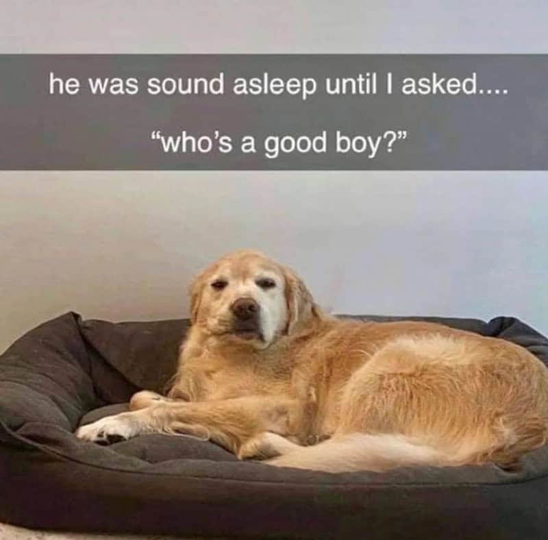 A sleepy Golden Retriever waking up after being asked who is a good boy.