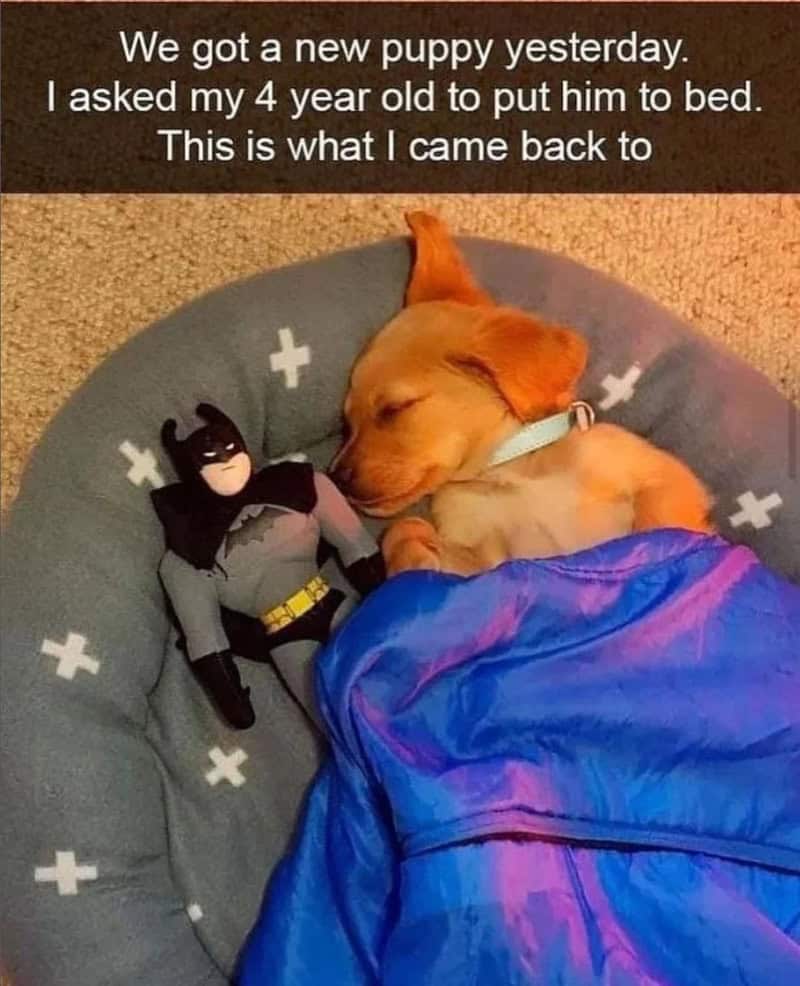 : A puppy tucked into a bed with a blanket and a Batman action figure.