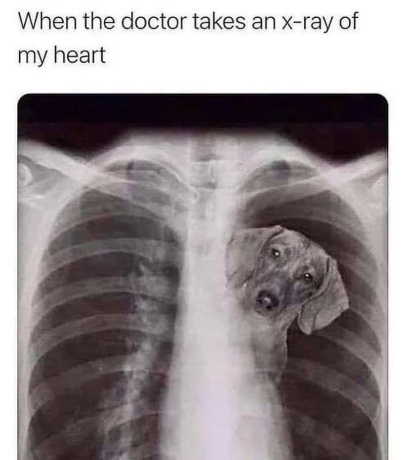An X-ray of a human chest showing a dog's head inside the heart.