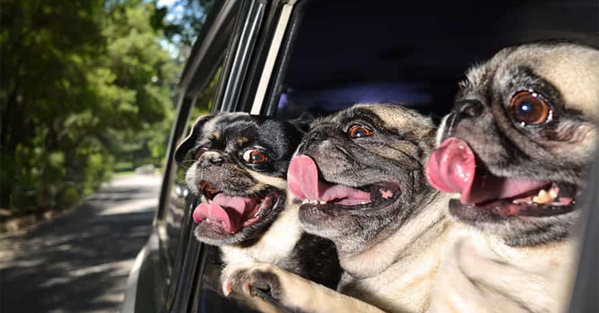Best dogs in cars compilation featuring the cool Doberman in sunglasses, the wind-blown Pomeranian, and the squished face Pitbull.