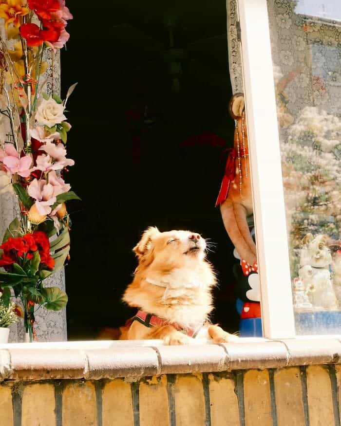 A small tan dog enjoys the sunlight while peering out from a window adorned with vibrant flowers.