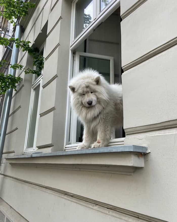 A large, fluffy white Samoyed stands on a narrow stone ledge outside a window in a white building.