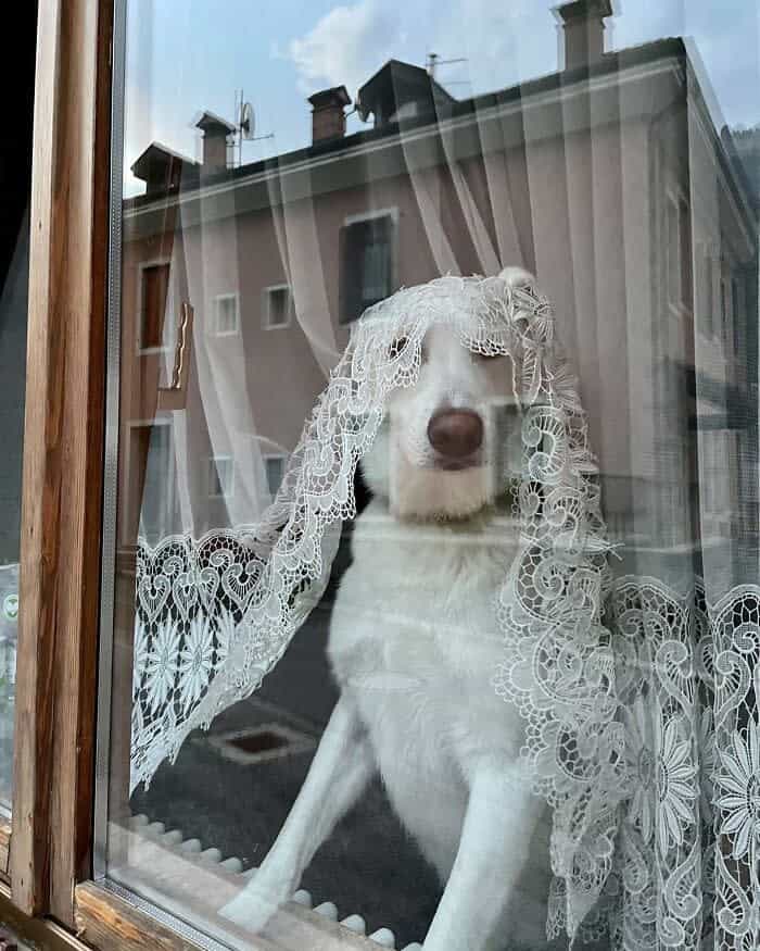 white dog looks through a window while draped in a delicate, white lace curtain like a veil.