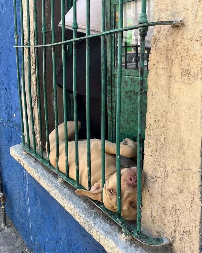 A tan dog lies comfortably on its back, wedged between a window and green metal security bars.