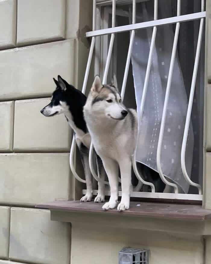 Two Siberian Huskies stand alert on a window ledge behind white metal bars, observing the street below.