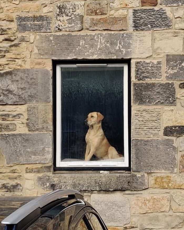 A yellow Labrador Retriever sits stoically behind a small window in a rustic, textured stone wall.