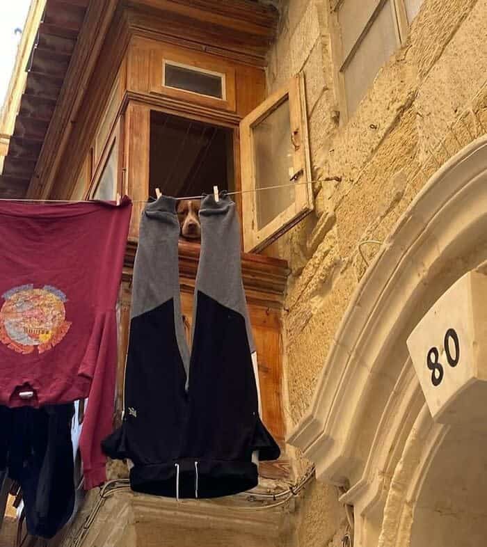 A dog's head is visible through an open window high above a street with hanging laundry.