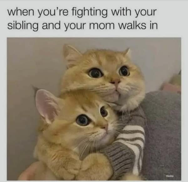 A wholesome family meme featuring two cats hugging tightly to fake love and affection the moment their mom walks in on them fighting.