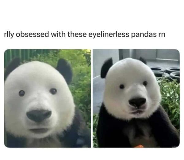 A funny animal meme illustrating the dramatic difference between a standard panda and an "eyelinerless" panda with small, beady eyes.