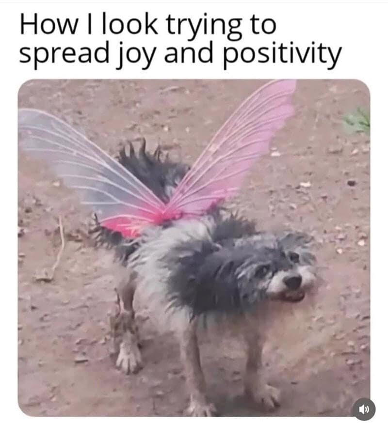 A wholesome funny animal meme showing a scruffy dog wearing fairy wings to represent the effort of trying to "spread joy and positivity."
