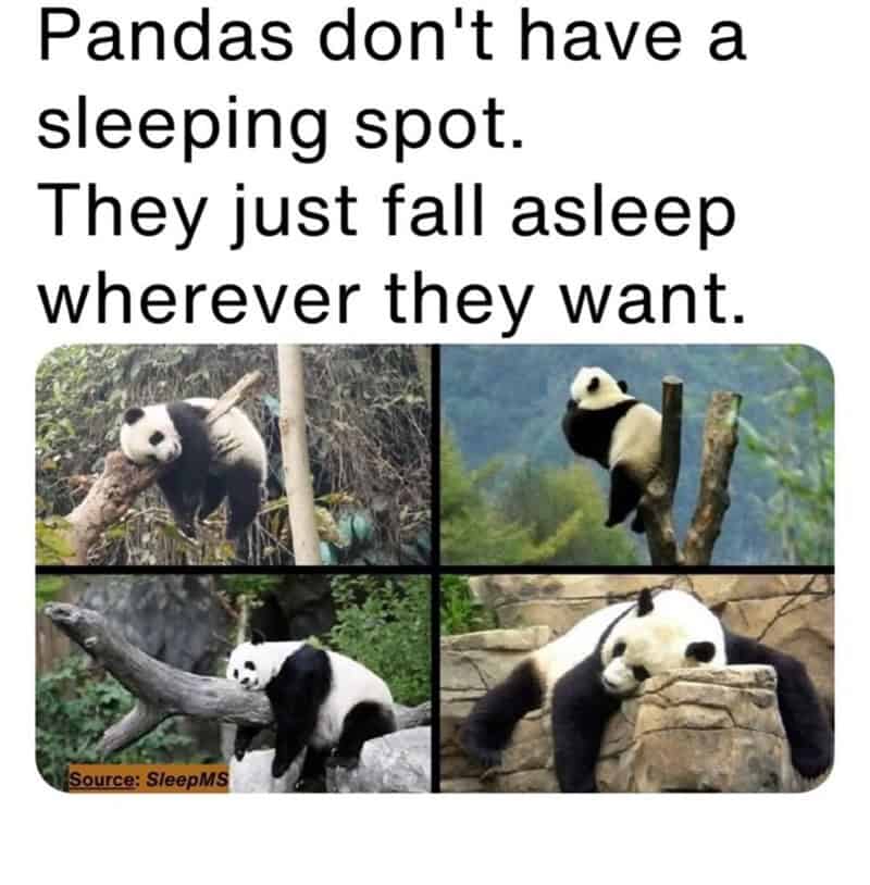 A funny animal meme collage showing pandas sleeping in precarious positions, proving they don't have designated sleeping spots but just "fall asleep wherever they want."