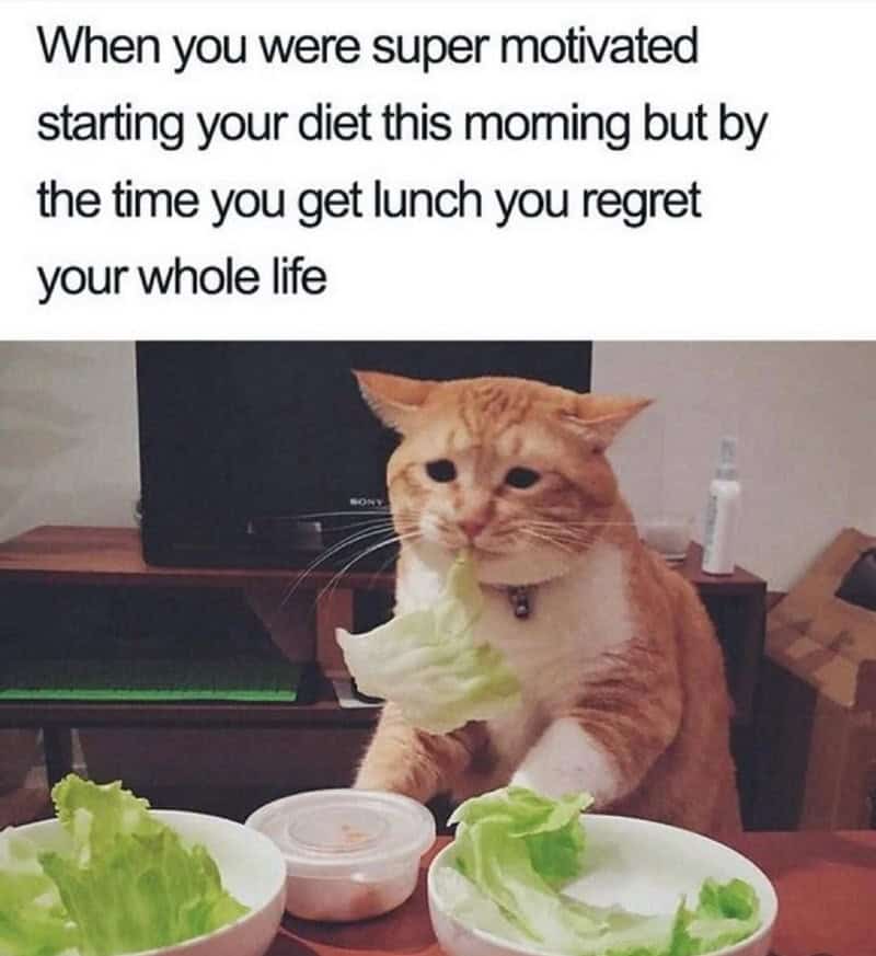 A relatable animal meme featuring a cat looking miserable while eating a piece of lettuce, capturing the instant regret of starting a diet.