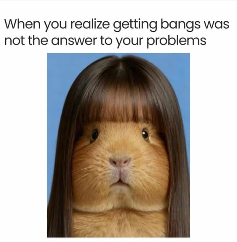 A hilarious funny animal meme using a guinea pig with a bowl cut to illustrate the realization that "getting bangs was not the answer to your problems."