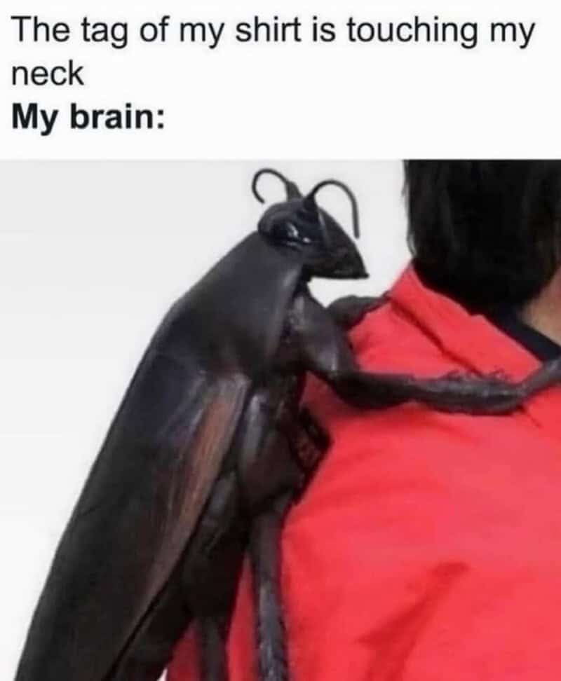 A sensory-processing animal meme comparing the feeling of a shirt tag touching your neck to a giant, terrifying beetle crawling on your shoulder.