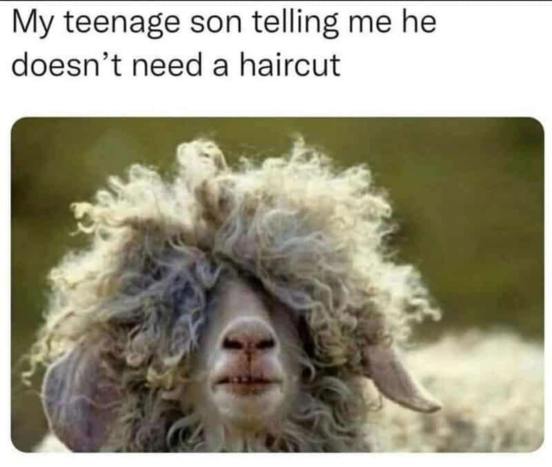 A funny animal meme showing a sheep with overgrown, messy wool covering its eyes to represent a teenage son insisting he "doesn't need a haircut."