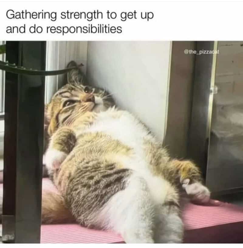 A relatable animal meme featuring a cat lying awkwardly against a wall, trying to "gather strength" to get up and face responsibilities.