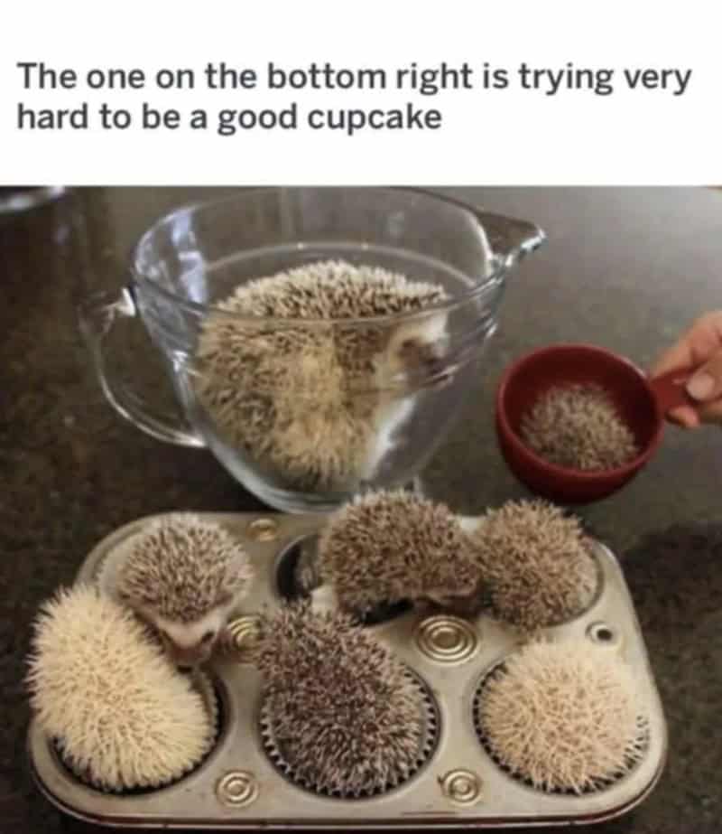 A cute animal meme showing hedgehogs in a baking tin, noting that the one curled into a ball is "trying very hard to be a good cupcake."