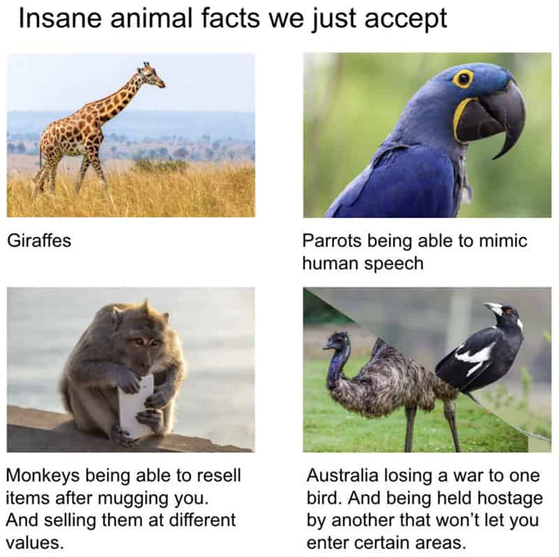 An informative animal meme listing wild facts we just accept, such as parrots talking, monkeys mugging people, and Australia losing a war to emus.