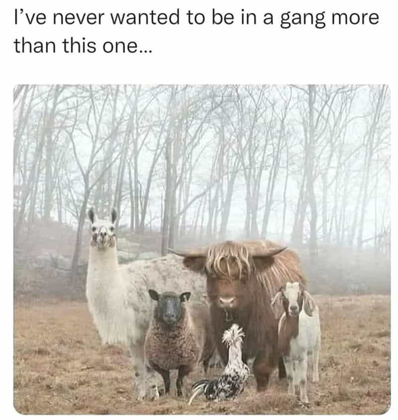 A tough funny animal meme featuring a squad of farm animals—a llama, sheep, goat, and chicken—staring down the camera like a street gang.