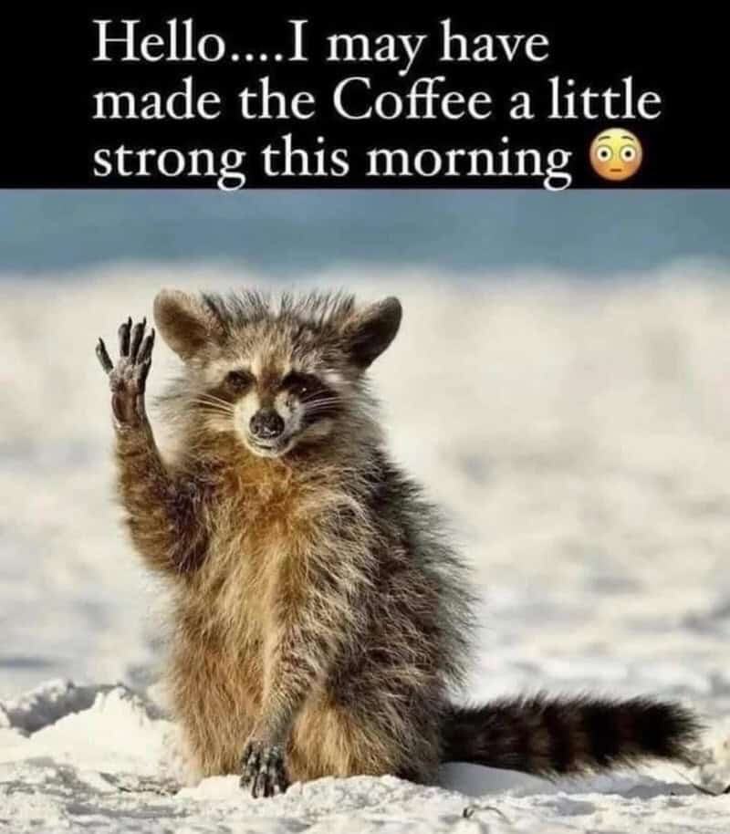 A jittery animal meme featuring a wide-eyed, frazzled raccoon waving hello to represent the feeling of drinking coffee that was made "a little strong."