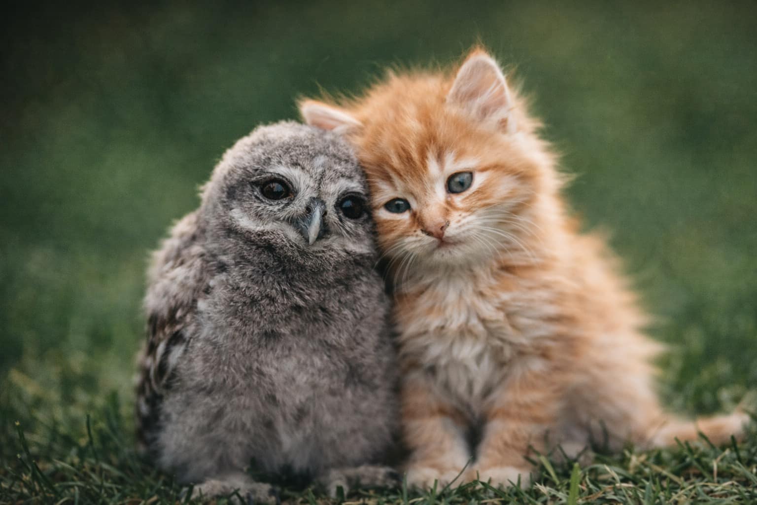 Funny animal meme compilation: A collage featuring the "Stairway to Heaven" of descending bulldogs, a guinea pig with a regretful bowl cut, and a cat miserably eating lettuce on a diet.