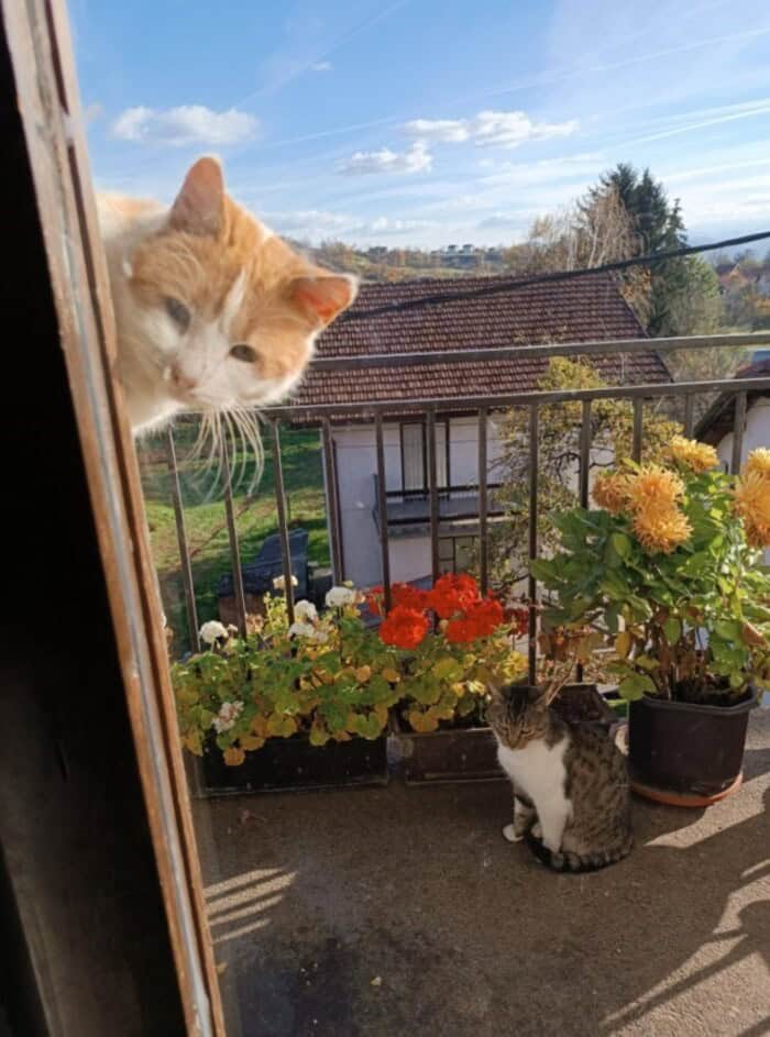 A cute animals photobombing moment where an orange cat tilts its head sideways around a doorframe to interrupt a tabby cat's peaceful balcony photo.