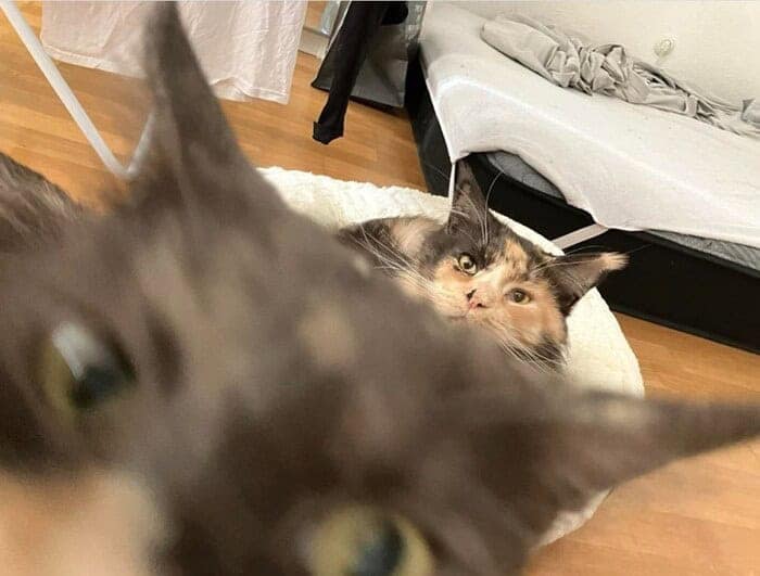 A chaotic funny animal photobomb where a blurry cat face dominates the foreground, while a confused calico cat watches from a bed in the background.