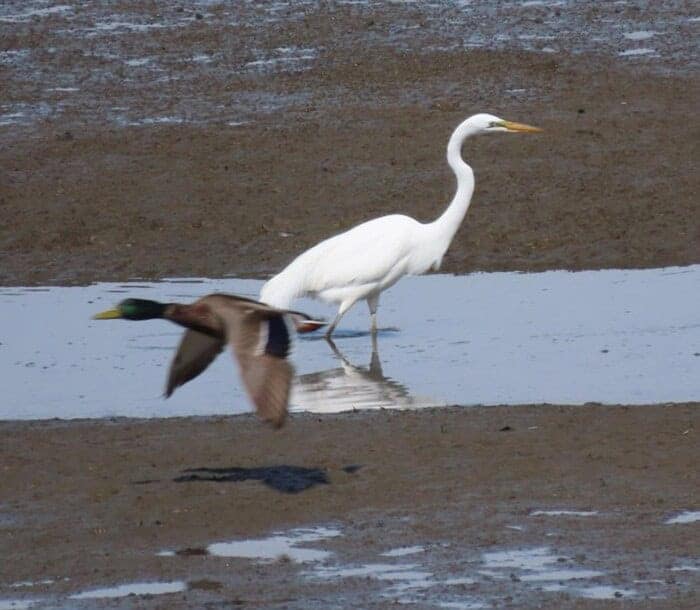 A perfectly timed animals photobombing shot where a flying duck zooms past a white egret, creating a confusing optical illusion of a bird collision.