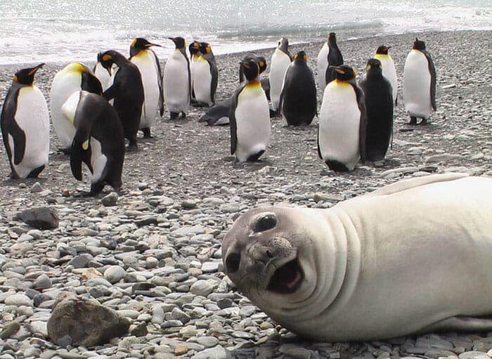 A hilarious funny animal photobomb by a laughing elephant seal lying on the beach, stealing the show from a colony of King Penguins in the background.