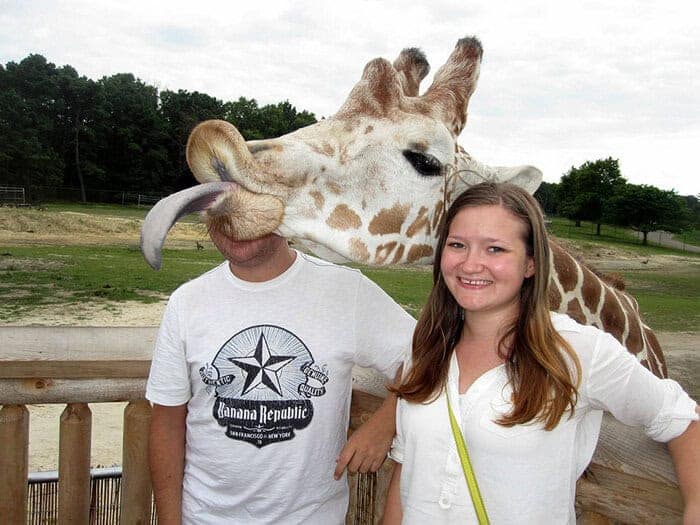 A messy funny animal photobomb at the zoo where a giraffe licks a man's entire face mid-photo while his girlfriend smiles obliviously next to him.