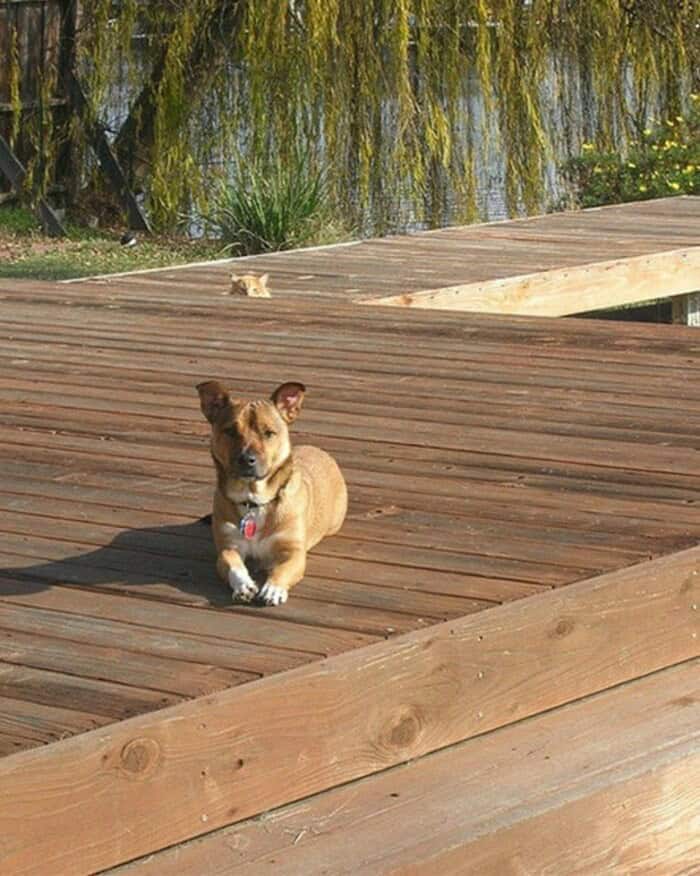 A subtle but creepy funny animal photobomb showing a brown dog posing nicely on a deck while a cat's eyes peek ominously over the floorboards in the background.
