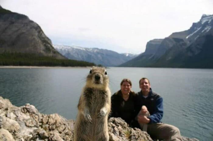 A famous funny animal photobomb where a curiosity-filled ground squirrel stands on its hind legs front and center, stealing the spotlight from a couple by a lake.
