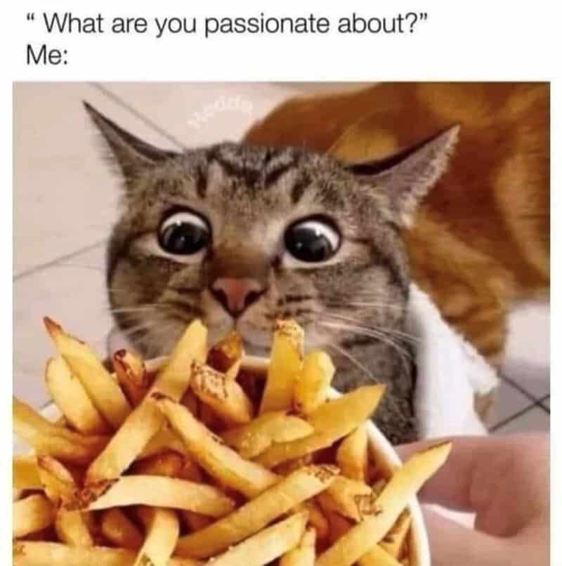 A funny cat meme showing a cat staring intensely at a cup of french fries to answer the question of what they are passionate about.