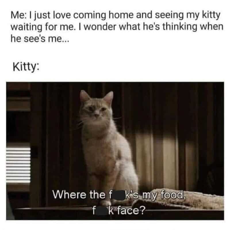 A funny cat meme contrasting a human's love for their pet with the cat's inner monologue aggressively demanding food the moment they get home.
