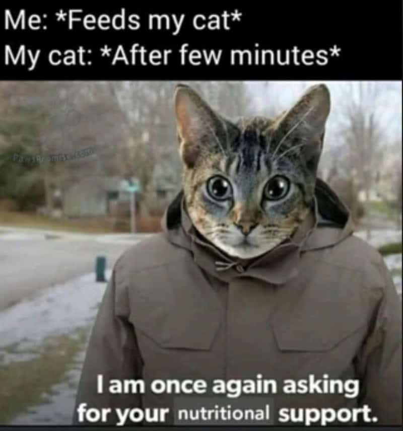 A funny cat meme using the Bernie Sanders template to show a cat asking for nutritional support immediately after eating.