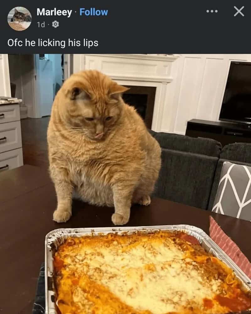 A funny cat meme featuring a large orange cat licking its lips while staring hungrily at a freshly baked tray of lasagna.