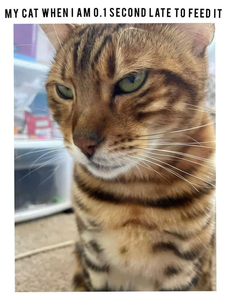 A funny cat meme close-up of a cat giving a death stare because the owner was a fraction of a second late with food.