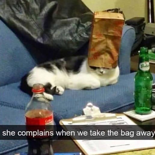A hilarious funny cat photo of a black and white cat lounging on a couch with a brown paper bag completely covering its head, captioned "she complains when we take the bag away."