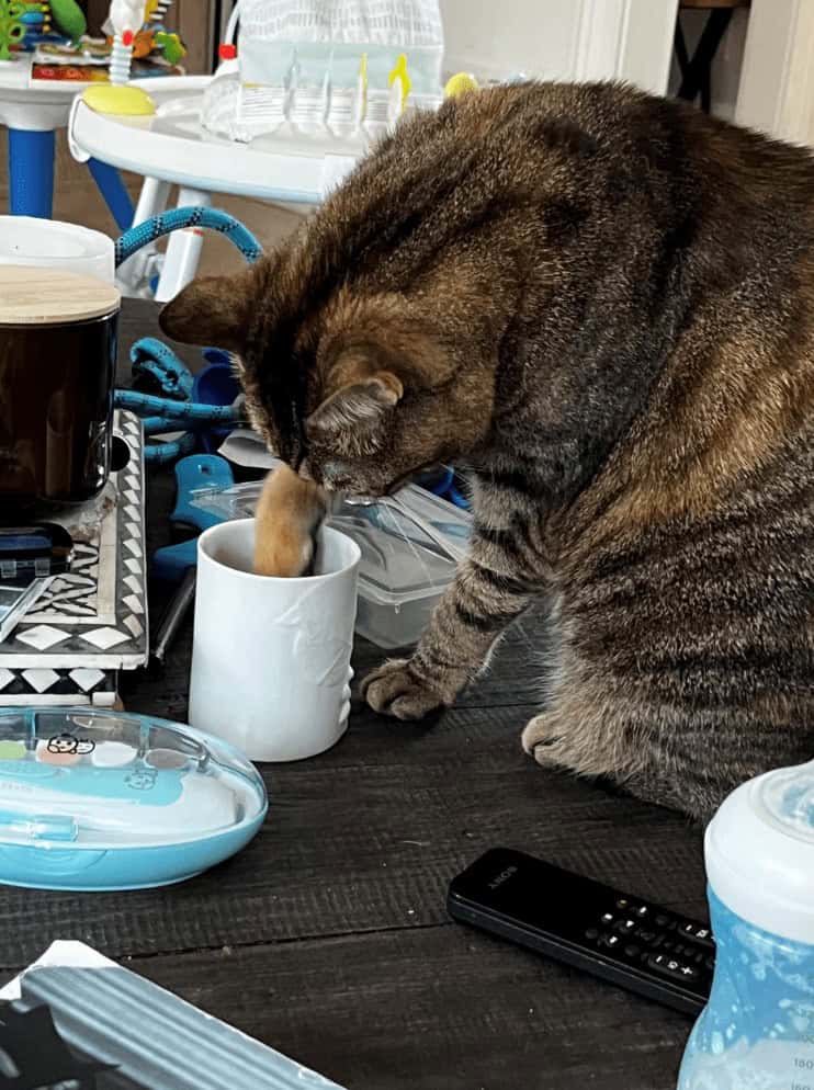 A mischievous funny cat photo catching a tabby cat in the act of dipping its paw into a white mug to touch the liquid inside.