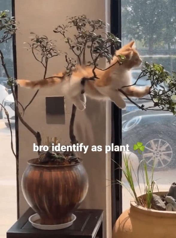 A wholesome funny cat photo featuring an orange and white kitten perched delicately inside a bonsai tree, perfectly blending in with the caption "bro identify as plant."