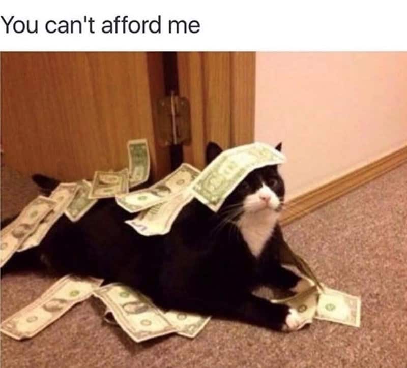 A wealthy cat meme showing a tuxedo cat lying under a pile of cash with a dollar bill on its head, staring at the camera with the caption "You can't afford me."