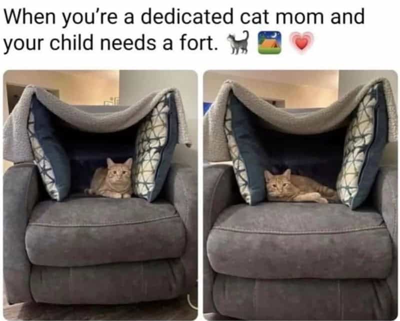 An adorable funny cat photo displaying a "dedicated cat mom" moment where an orange tabby cat is resting comfortably inside a custom fort built from couch cushions.