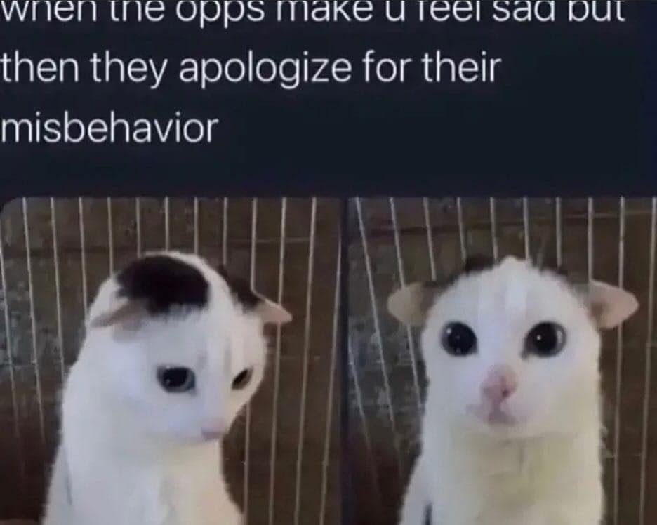 A reaction cat meme using a sad-looking white cat with black spots to represent the feeling when "the opps make u feel sad but then they apologize."