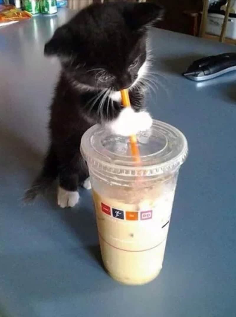 A cute funny cat photo capturing a small black and white kitten standing on its hind legs to drink iced coffee straight from the straw.