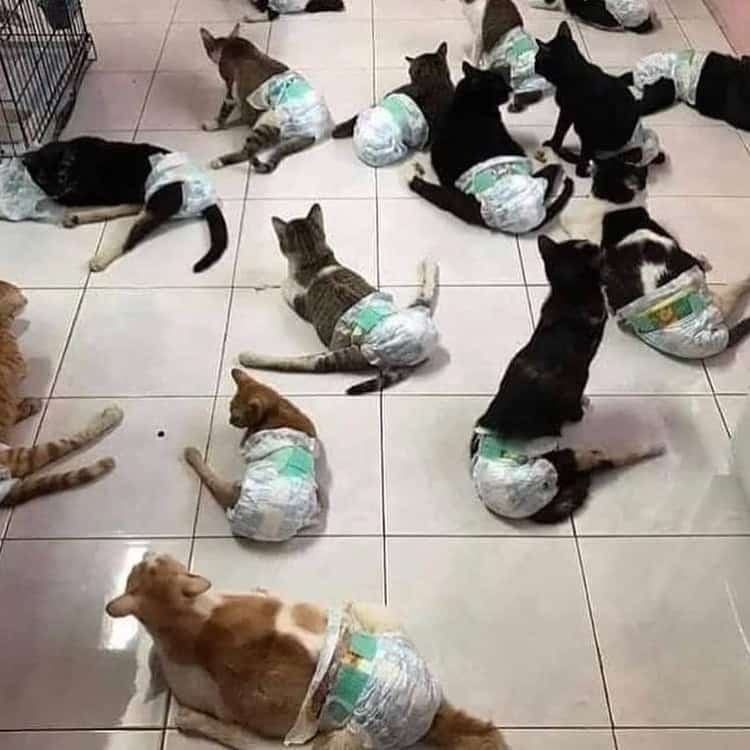A chaotic funny cat photo showing a room filled with over a dozen cats of various breeds, all wearing diapers and sitting on a tiled floor.