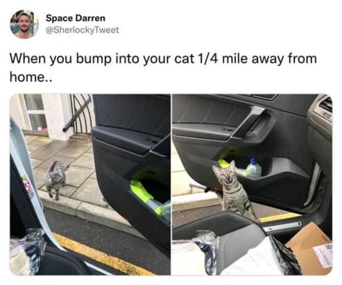 A gossip-loving cat meme showing a white cat sitting against a wall in a human-like posture, looking intently interested with the caption "and then what happened?"