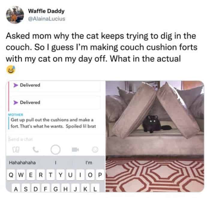 A bizarre cat meme showing a fluffy cat standing fully upright on its hind legs like a meerkat to "check out" the pet sitter for the first time.