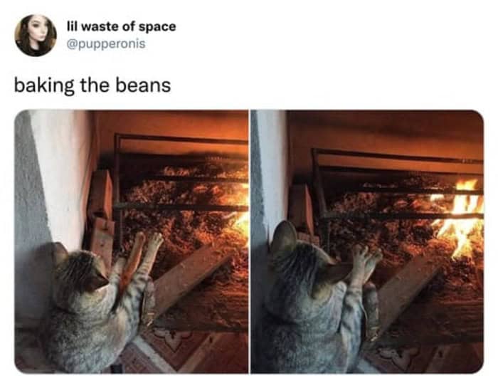 A mystical cat meme showing a small kitten walking away from a perfect circle of spilled soil, captioned "let her perform her spells in peace."