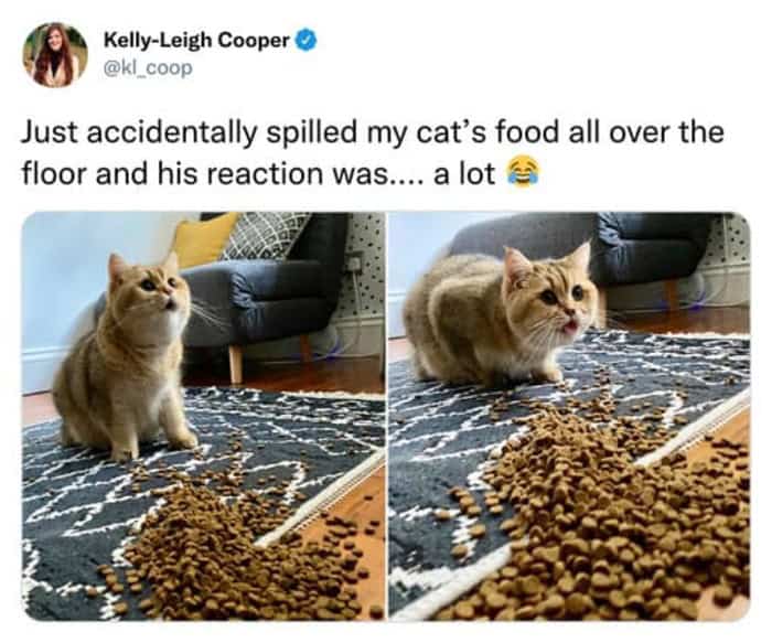 A cozy funny cat tweet captioned "baking the beans," showing a tabby cat stretching its legs out to warm its paw pads directly in front of a fireplace.